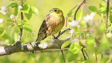 美丽的黄鸟唱着美丽的春歌